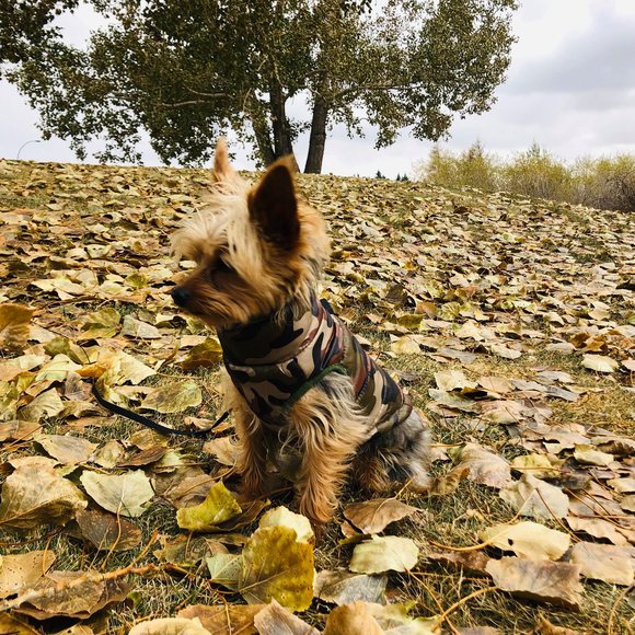 Meet your Posher, Ron - Picture 1 of 1